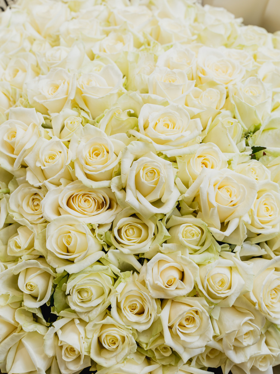 Букет из 101 высокой розы сорта Аваланж "Белоснежное Облако"