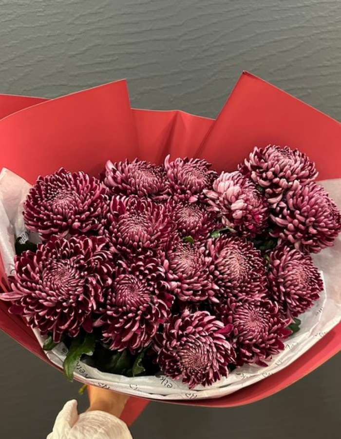 Букет из хризантем сорта Бигуди(Bigoudi) "Вьющееся Изящество"