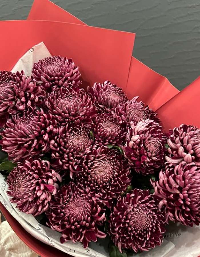 Букет из хризантем сорта Бигуди(Bigoudi) "Вьющееся Изящество"