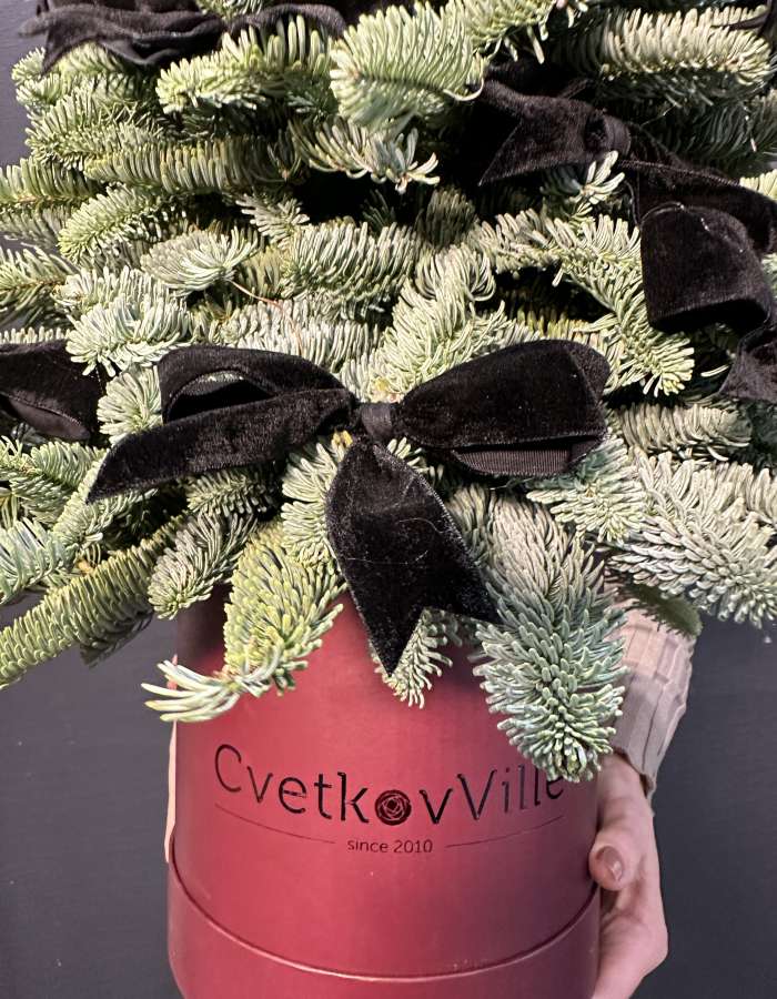 Новогодняя композиция из нобилиса "Зеленая красавица"