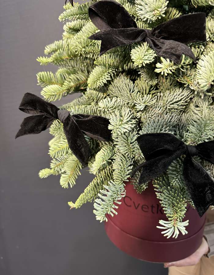 Новогодняя композиция из нобилиса "Зеленая красавица"
