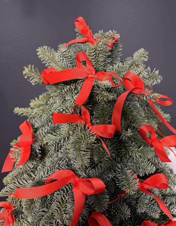 Новогодняя композиция из Нобилиса "Нешуточная ёлочка"