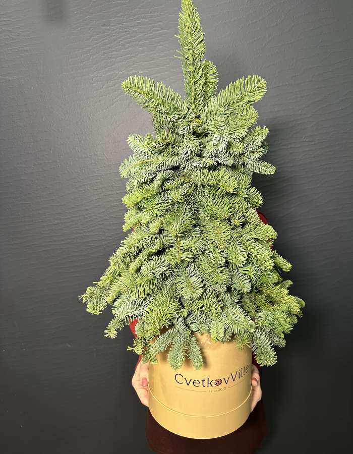 Новогодняя композиция из Нобилиса Merry Christmas