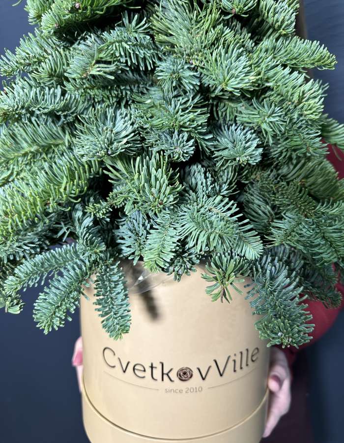 Новогодняя композиция из Нобилиса Merry Christmas