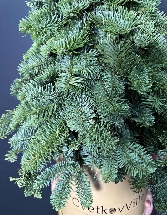 Новогодняя композиция из Нобилиса Merry Christmas