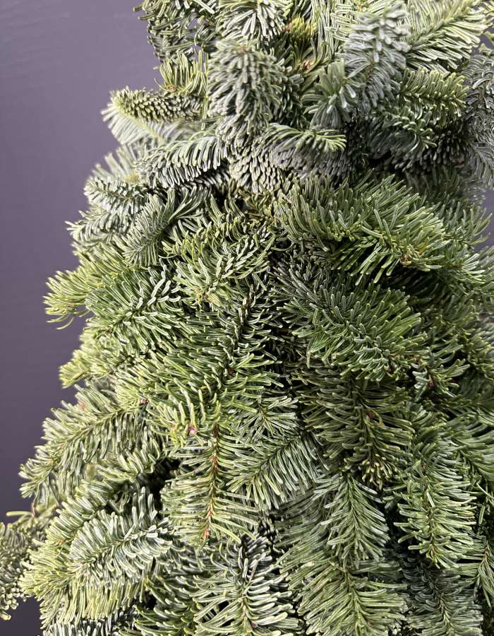 Новогодняя композиция из Нобилиса Merry Christmas