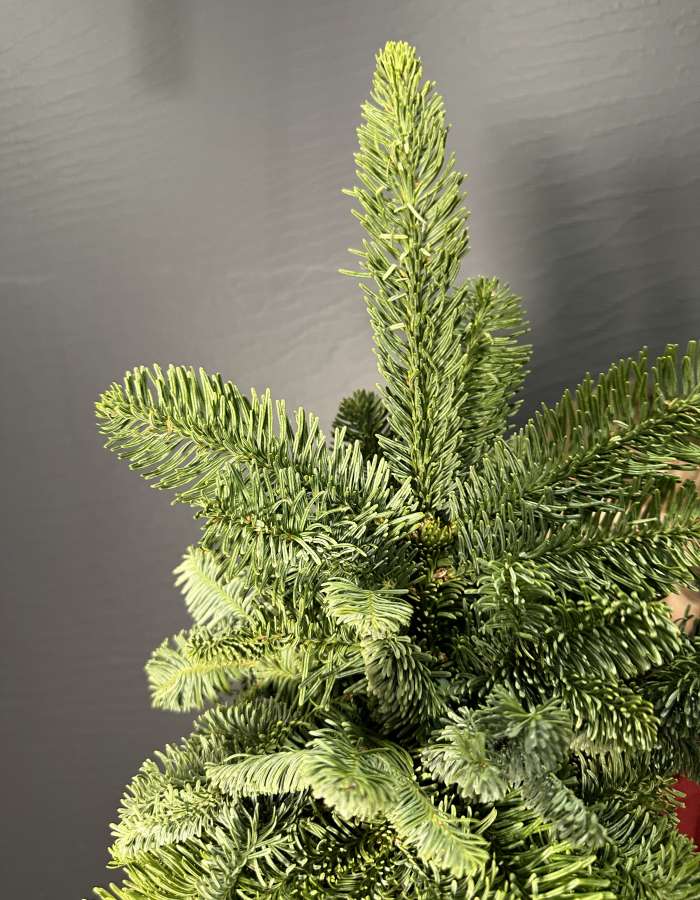 Новогодняя композиция из Нобилиса Merry Christmas