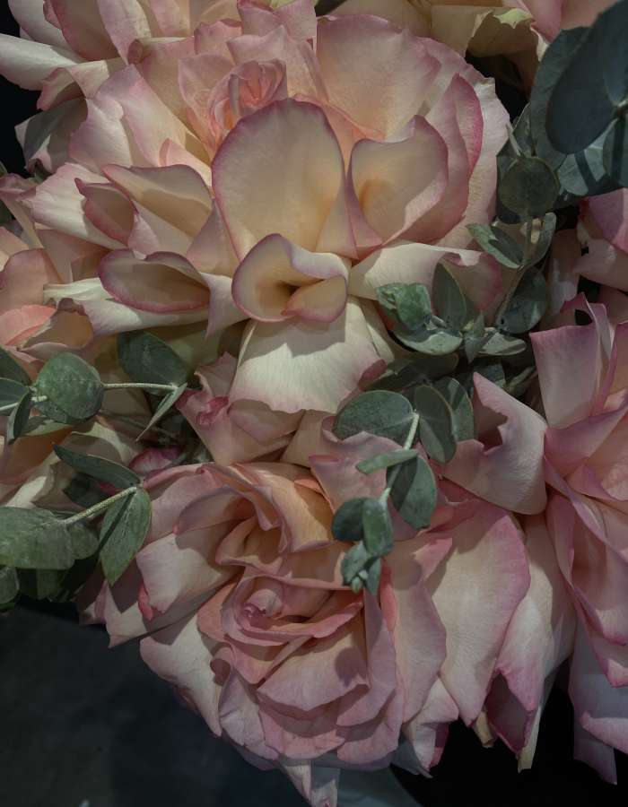 Шоппер с розой сорта Эсперанса(Esperance) "Корона"