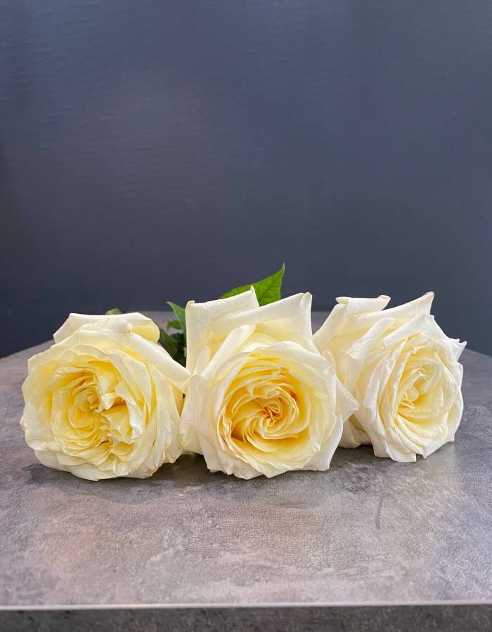 Роза Эквадор сорта Кэндллайт (Candlelight) 50 см